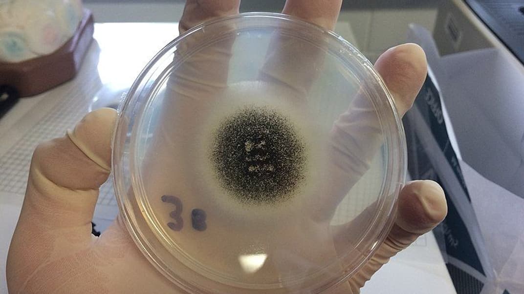 Черная плесень Aspergillus niger, которая способна выжить на Марсе