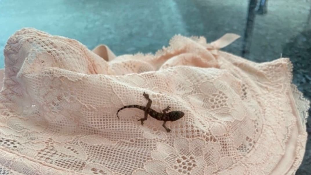Ящерица, которую прозвали Барби, преодолела более 6 тысяч километров из Барбадоса в Англию в бюстгальтере