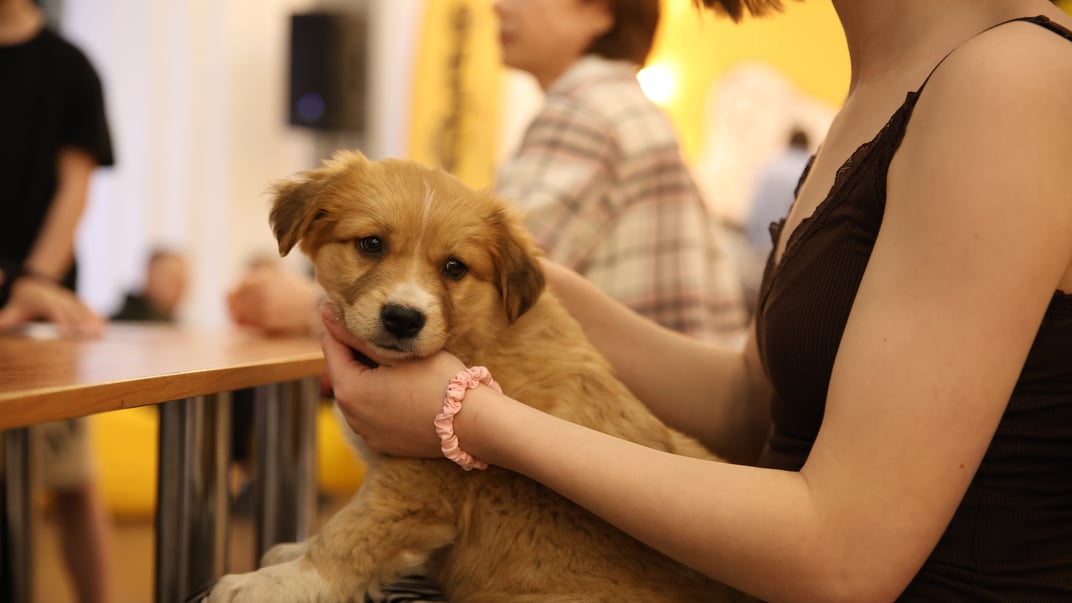 У Києві на ВДНГ відбувається фестиваль адопції тварин AdoptMe Days