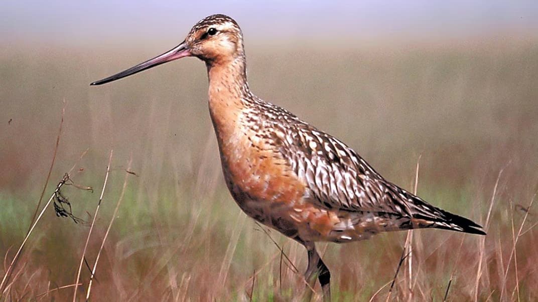 Грицик малий. Ілюстративне фото