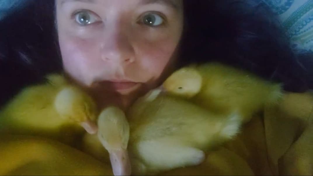 Британка купила яйця в супермаркеті. З них вилупилося троє каченят 🦆 🦆 🦆