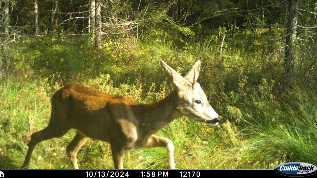 «Карпатський єдиноріг» виявився самцем козулі