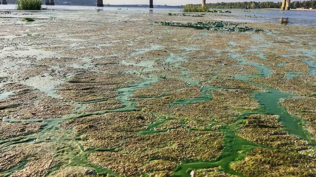 Зелені водорості в Дніпрі