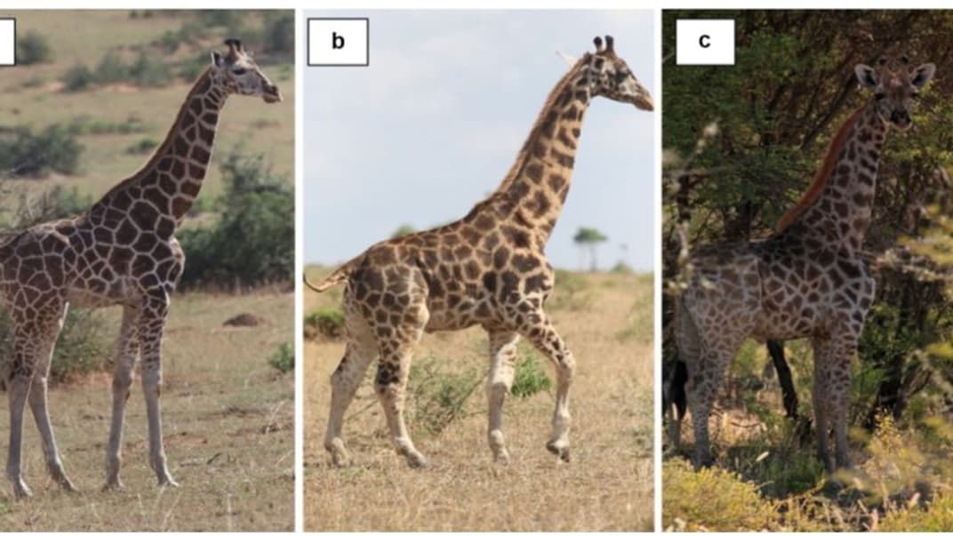 a — жирафа звичайного зросту, b — жирафа Гімлі з Уганди, c — жирафа Найджел із Намібії