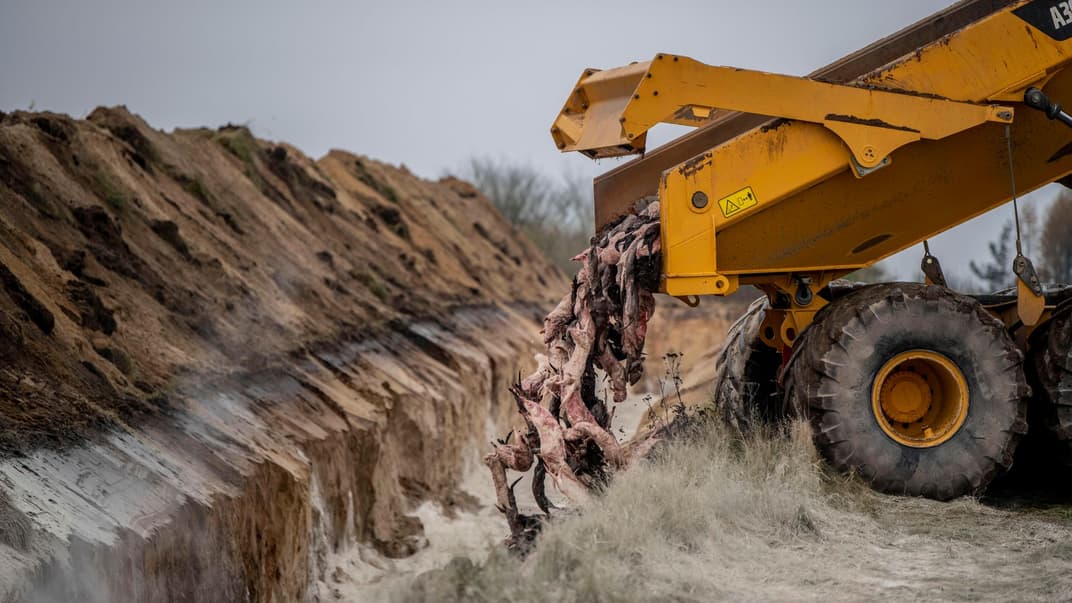 Военные и работники сферы здравоохранения закапывают убитых норок неподалеку Гольстебро, Дания, 10 ноября 2020 года