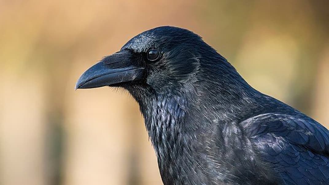 Ворон, ілюстративне фото