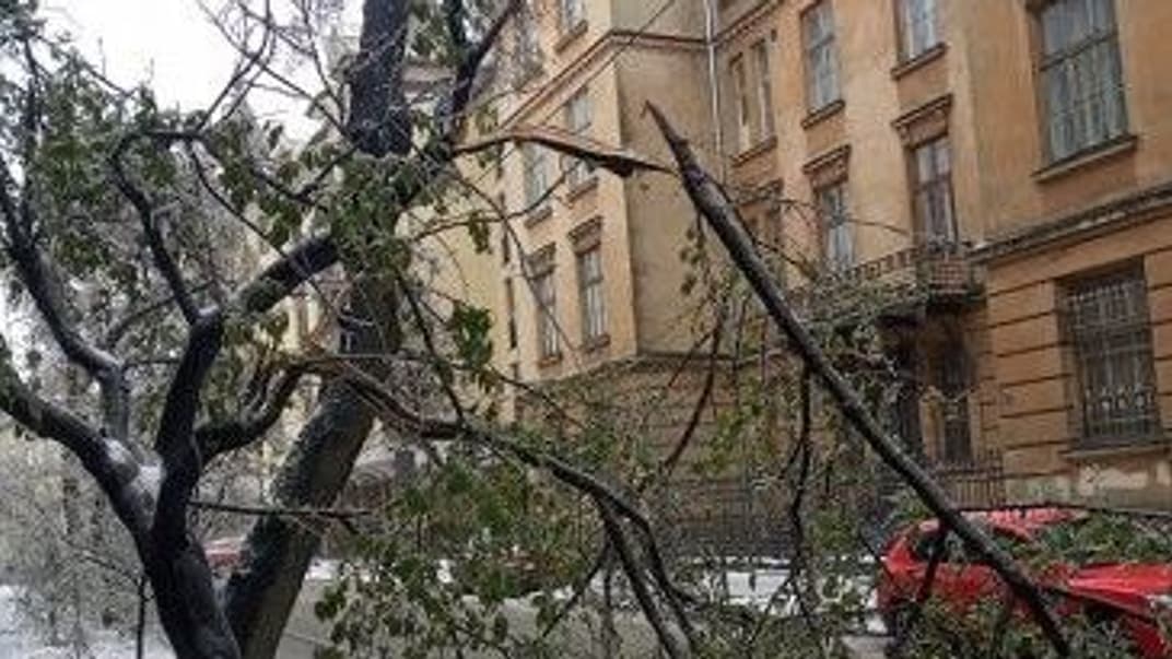 Упавшее дерево во Львове
