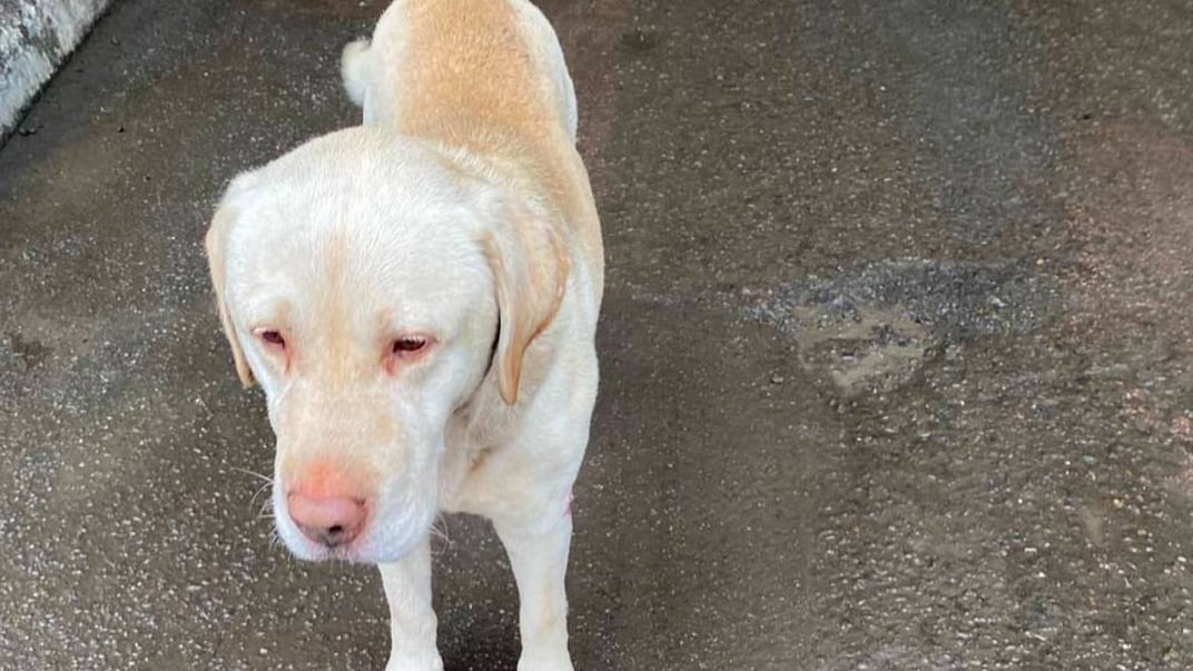 На кордоні з Польщею власники покинули собаку На кордоні з Польщею власники покинули собаку