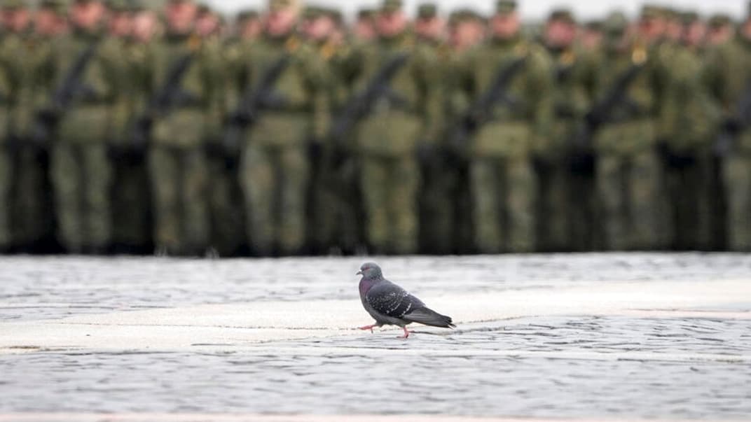 Голубь шагает вдоль репетиции парада 9 мая в санкт-петербурге, 7 апреля 2022 года