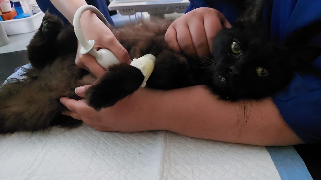 Врятований кіт