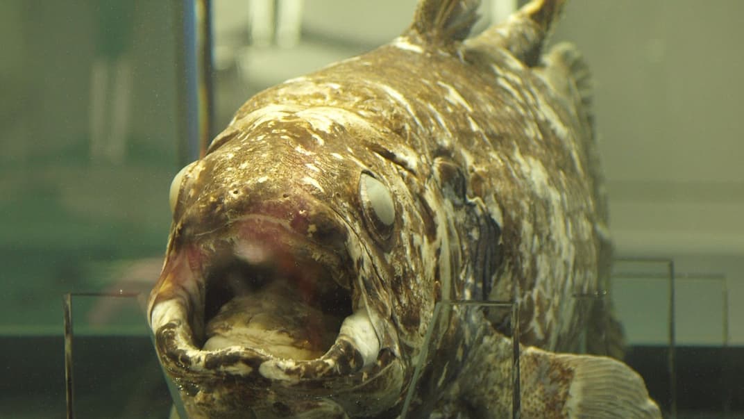 Сохранившийся целакант в Парке морской жизни в Токио, Япония. Иллюстративное фото