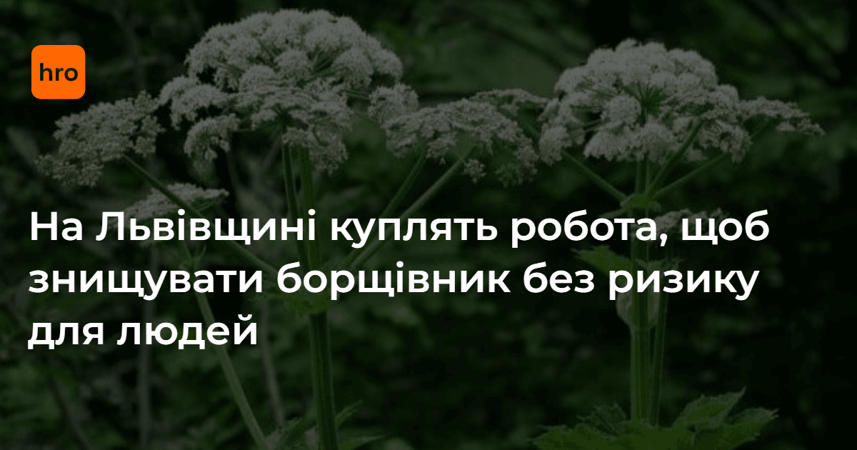 Львівська обласна держадміністрація придбає робота для дистанційної боротьби з борщівником.

Крім того, польські партнери працюють над створенням мобільного додатка, за допомогою якого мешканці зможуть повідомляти про локації поширення борщівника