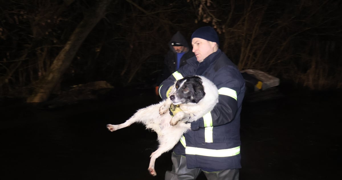 У Кропивницькому вдруге рятували тварин, яких вивозили після підриву Каховської ГЕС