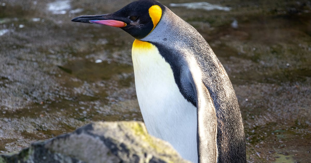 Імператорські пінгвіни перебувають під загрозою зникнення. 

Як передає Guardian, на територіях, де проживають пінгвіни, зафіксовано рекордне танення льоду. Унаслідок цього, пташенята, які ще не навчилися плавати, падають в океан і тонуть