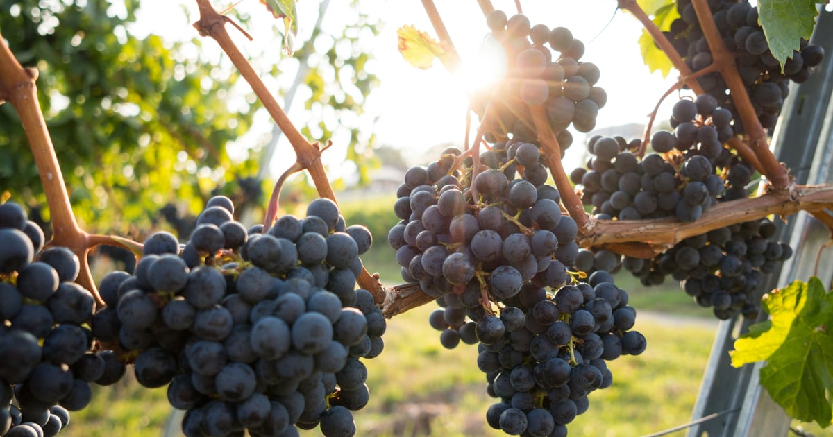 Thieves steal 30,000 bottles of fine Italian wine worth 5 million in Tuscany
