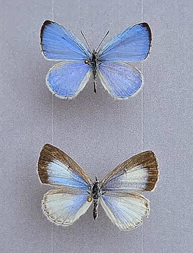 На честь убитої у США української біженки Ірини Заруцької назвали новий вид метеликів_1