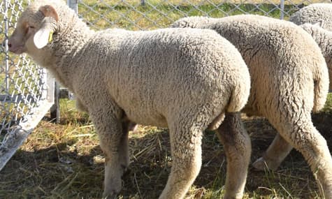 В Херсонской области вывели породу бройлерных ягнят