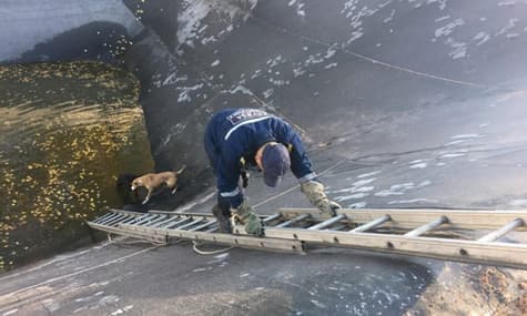 Під Києвом рятувальники врятували двох собак, які впали до ями з водою