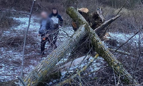 На Закарпатті загинула восьмирічна дівчинка: на неї впало дерево