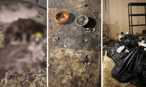 На Київщині знайшли понад 50 мертвих тварин, яких віддали на перетримку. На місці працює поліція