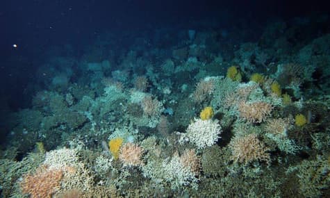 Австралійські вчені відкрили понад 100 нових видів морських тварин