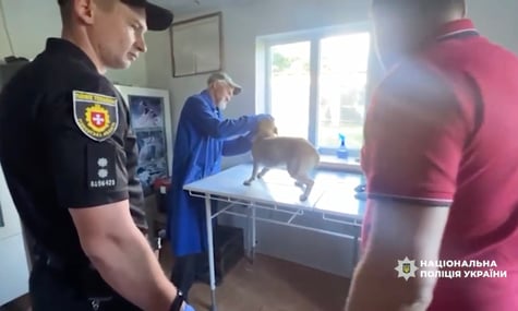 На Рівненщині розшукали чоловіка, який кидав собаку в лунку. Каже, що був п'яний