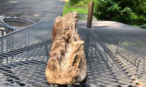 Американский подросток нашел возле гостиницы зуб мамонта