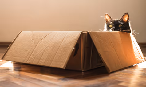 У Німеччині жінка випадково принесла свого кота як посилку на пошту