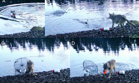 У Канаді кілька років хтось витягав пастки для крабів з глибини. Завдяки камері там нарешті дізналися, що це були вовки