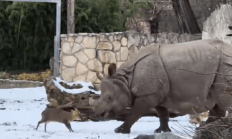 Відео бійки 13-кілограмового оленя із самкою носорога в польському зоопарку стало вірусним. Фахівці кажуть: це все тестостерон