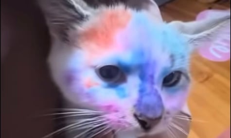 У мережі зʼявилося відео, як дівчинка розмальовує кота фломастерами. Зоозахисники обурилися, а поліція взялася за справу