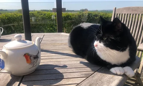 Помер колишній мишолов МЗС Великої Британії кіт Пальмерстон