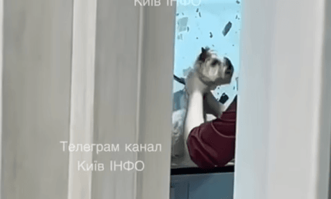 Тримали собаку за шию. Поліція перевіряє інцидент у грумінг-салоні Києва, де могли душити тварину