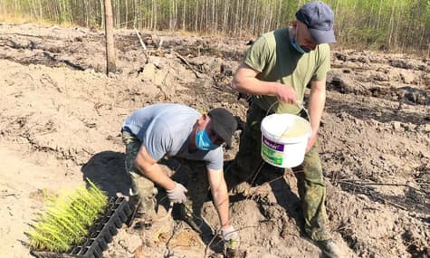 В Житомирской области уже восстанавливают леса, поврежденные весенними пожарами