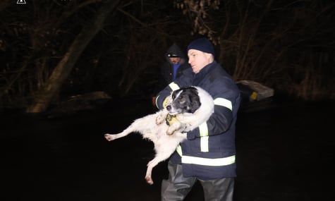 У Кропивницькому вдруге рятували тварин, яких вивозили після підриву Каховської ГЕС