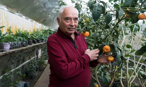 Екзотична ферма: як з одного апельсинового зернятка побудувати масштабний бізнес – Бізнес-план