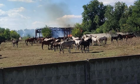 росія двічі за тиждень атакувала єдиний в Україні завод, де розводять племінних коней різних порід