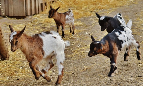 У США військові перестануть стріляти по живих тваринах для підготовки медиків до бойових дій