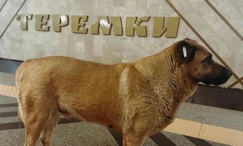 Пса, що ховається в метро Києва під час обстрілів, перестали пускати всередину. Зоозахисниця закликає киян «заступитися» за нього