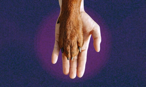 Люди й тварини мають бути одним цілим, а насправді...