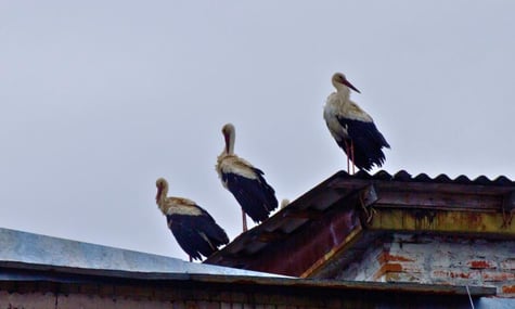 До Чорнобиля вперше за 20 років повернулися білі лелеки. Заповідник очікує на «цікаві перспективи»