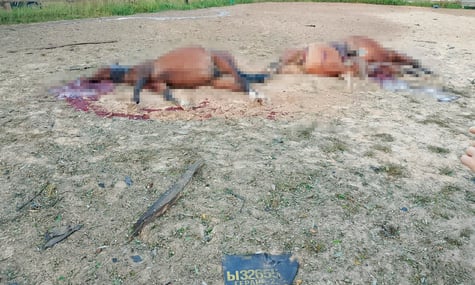 «Шахеди» поцілили в кінний клуб на Київщині: 7 тварин загинули