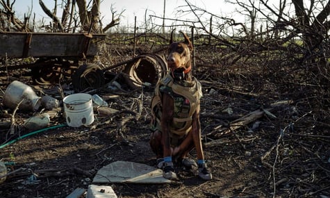 Доберман Ханна