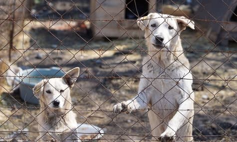 Фунтик, Босс и другие: пять историй о брошенных собаках, которых спасли неравнодушные люди