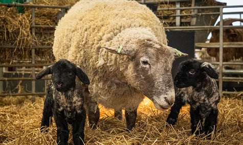 «Найсамотніша» вівця Великої Британії, яка два роки тому потрапила в заголовки медіа, уперше народила. Фермери хотіли для неї сім'ю