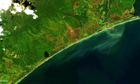 На побережье Камчатки нашли сотни погибших морских животных. Экологи назвали это «катастрофой»