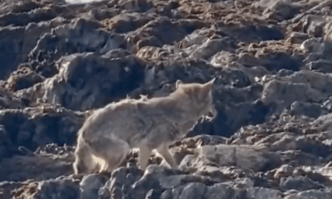 У США самотній койот утік до Алькатраса — неприступної в’язниці посеред затоки. Вчені вважають, що він шукав домівку