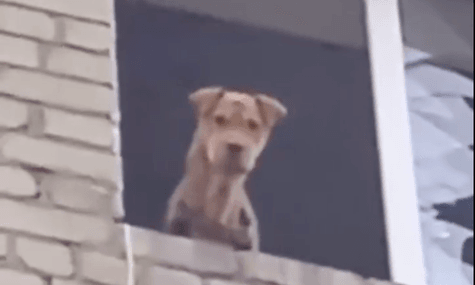 Шарпей Віва, яка місяць була заблокована на 5-му поверсі зруйнованого будинку в Олексієво-Дружківці на Донеччині