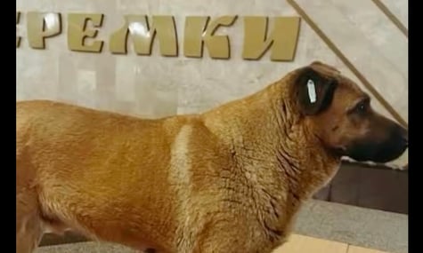 Пес Міша на станції метро «Теремки»