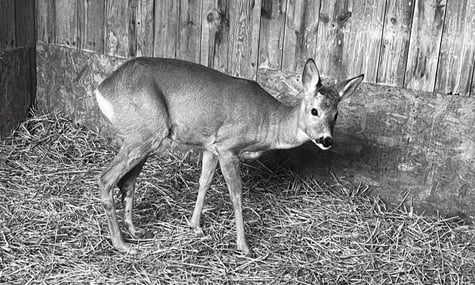 Під Києвом через масований обстріл загинула козуля, яку перед тим вдалося врятувати після ДТП